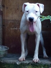Dogo Argentino Malappuram Red Kennels Perinchery Thrissur Kerala